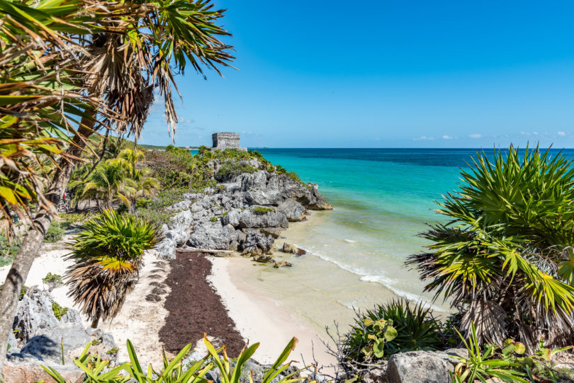 Braunalgen Sargassum in Tulum